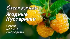 Годжи, малина, смородина. Обзор сортов