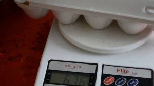 Сравниваем вес яйца Джерсийского Гиганта в возрасте 6,5 и 11 месяцев./ the eggs of the Jersey Giant