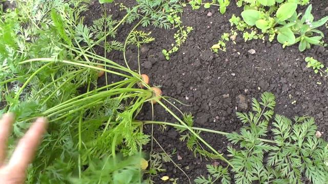 #48 РАБОТЫ НА УЧАСТКЕ В СЕНТЯБРЕ! смотреть онлайн