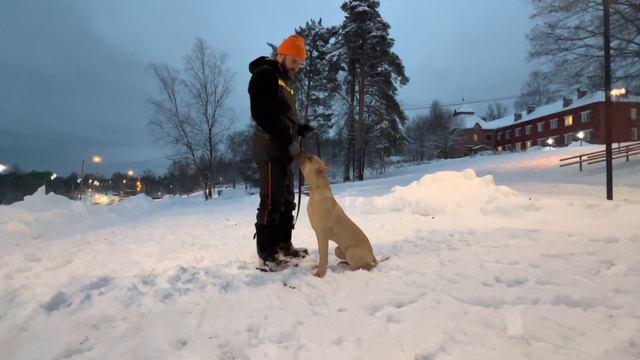 Питбуль Граф…Кинолог Николай Козлов…Команда «НЕЛЬЗЯ» смотреть онлайн