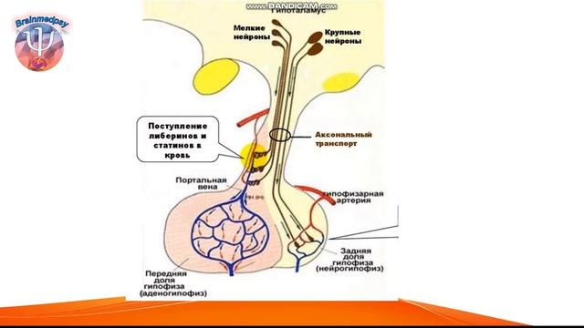Нейроэндокринология: лекция 3.2. (Строение и кровоснабжение аденогипофиза).