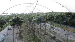 Земляника на стеллажах в туннелях. Выращивание клубники в Польше