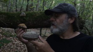 Paul Stamets in French Alps discussing Amadou Fomes fomentarius