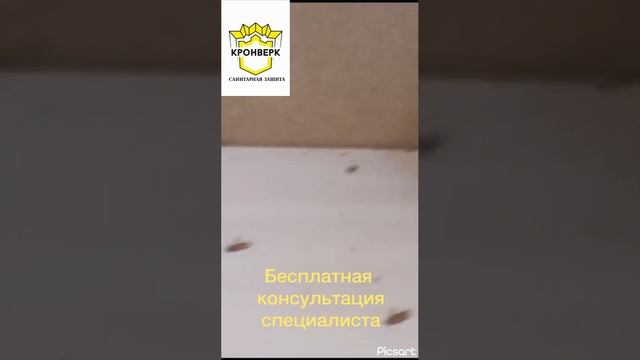 дезинфекция
