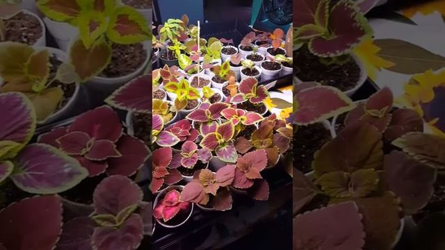 RARE COLEUS MAYANA WIZARD MIX TAIWAN, INDONESIA SEEDS, RAMGO INDIA COLEUS SEEDS, YATES NEWZEALAND