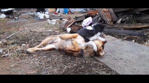 Баня из арболитовых блоков.