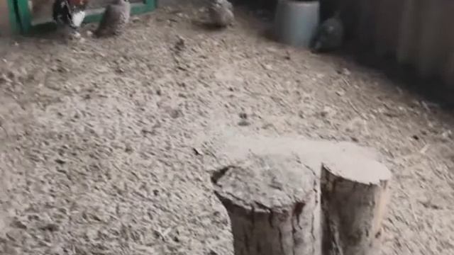 Разведение и содержание экзотических птиц на своей усадьбе.