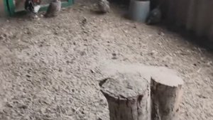Разведение и содержание экзотических птиц на своей усадьбе.