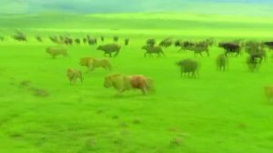 Лев беспощадный хищник и нападает на других хищников.