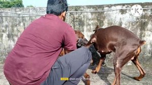 How To Breed Doberman ||Doberman Dog Mating ||Dog Breeding ||(only for education purpose)