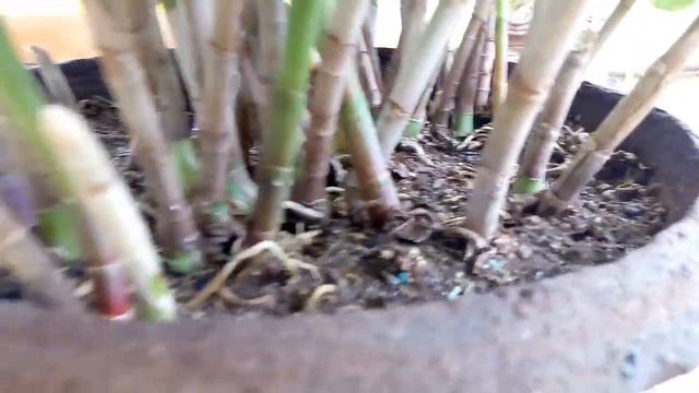 Red button ginger plant/ அழகான சுலபமா வளரக்கக்கூடிய பூச்செடி смотреть онлайн