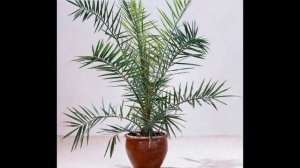 Финик канарский.