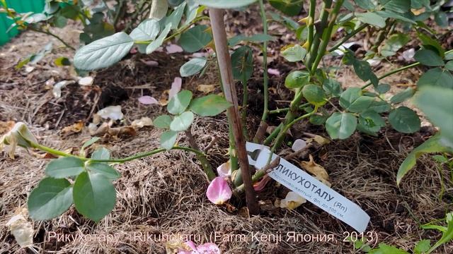 Видео обзор розы Рикухотару - Rikuhotaru  (Farm Kenji Япония, 2013)_.mp4