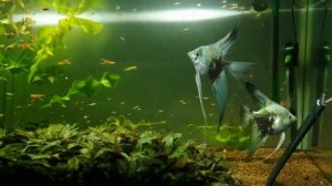 Скалярия Синий Смоуки 26 февраля 2021 г.