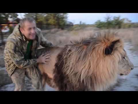 Как мы с львами Марселем и Чуком  гоняли белого льва!