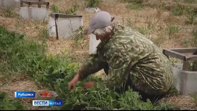 Семья из Рубцовска выращивает на своих алтайских полях итальянские сорта клубники на продажу