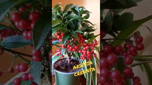 Ardisia Crenata  ต้นลูกปัดมหาเฮง ต้นไม้มงคล