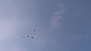 Николаевские голуби