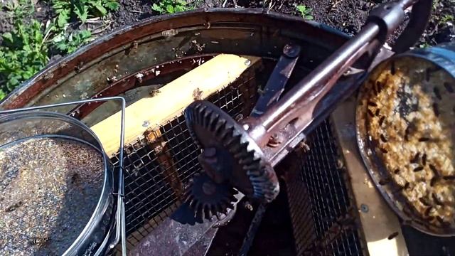 Как пчелки помогают "мыть" медогонку... смотреть онлайн