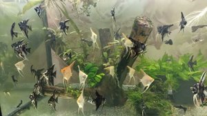 гуппи фул рэд