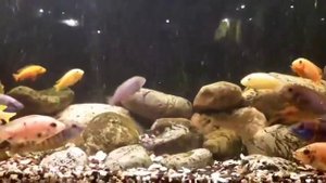 Красивые африканские цихлиды в аквариуме