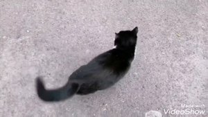 У кішки втопили кошенят / Утопили котят / Шумная семейка