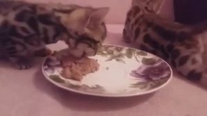 Бенгалы маленькие первый раз кушают / Bengals small eat for the first time