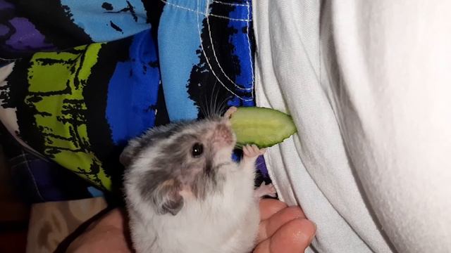 Мой хомяк Маня. #хомяк #hamster смотреть онлайн