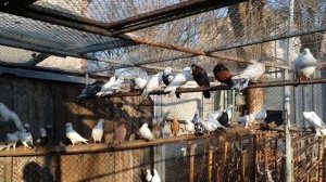 Бакинские Голуби Мубариза! Pigeons Baku Mubariz! Телефон для связи  ? +79034434796. г Будённовск!