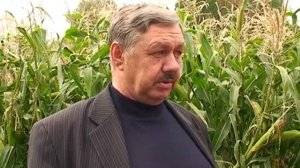 Уборка зерновых