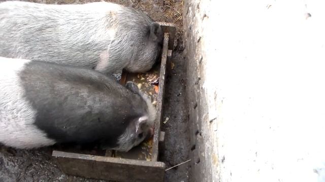 Вьетнамские свинки кушают.Vietnamese pigs eat. смотреть онлайн