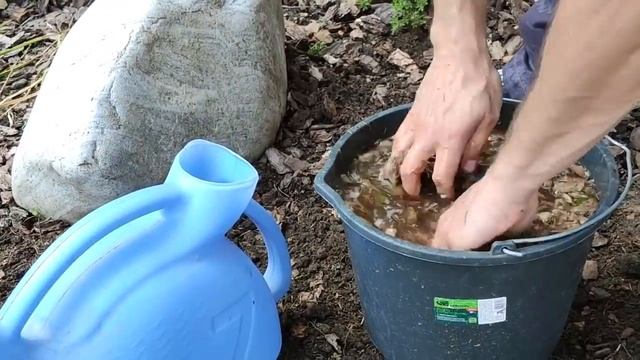 Белые грибы на даче! Как вырастить много благородных грибов на своём участке? смотреть онлайн