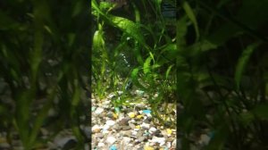 аквариум 220л и сапфировый попугай