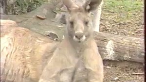 серебряный шар