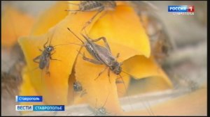 На Ставрополье наладили производство муки из молодых сверчков