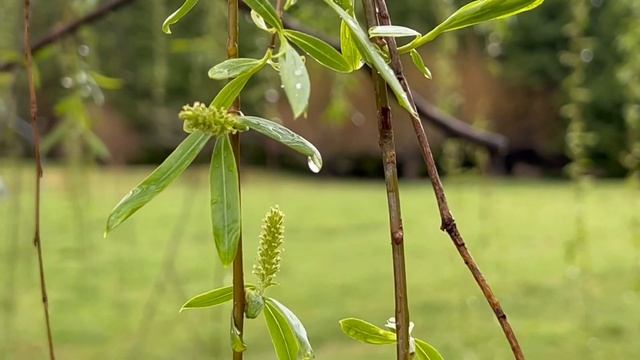 ВЕСЕННЕЙ ПОРОЮ ЧУДЕСНОЙ… /христианский стих/ читает автор Анна Юркин смотреть онлайн