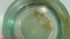 Лягушка шпорцевая  Аквариумные лягушки  Аквариумные обитатели  Аквариумистика