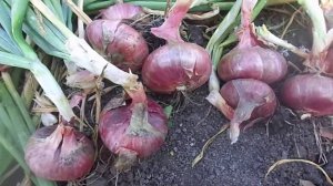 Сроки Уборки Репчатого Лука, Отличный Способ Хранения в Домашних Условиях.