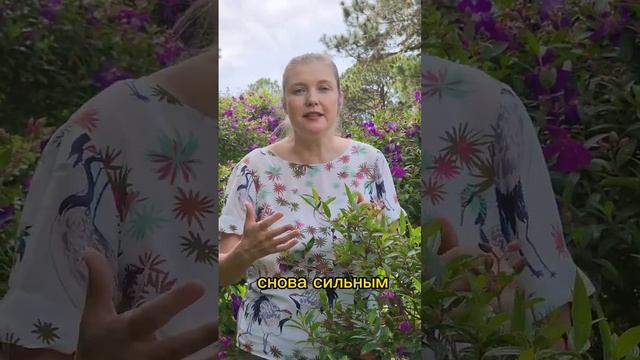 Слабый род / сильный род #род #предки #семья #силарода  #родовыерасстановки  #работасродом