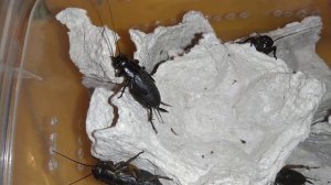 банановые сверчки