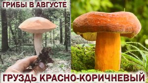 ❗ГРИБЫ В АВГУСТЕ 2022?ПОДМОСКОВЬЕ.?ГРУЗДЬ КРАСНО-КОРИЧНЕВЫЙ?ГРИБ?СЕЛЁДКА.?ПОДОСИНОВИКИ