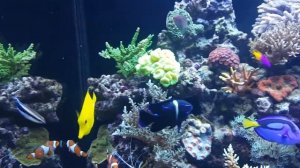 Самые красивые морские аквариумы