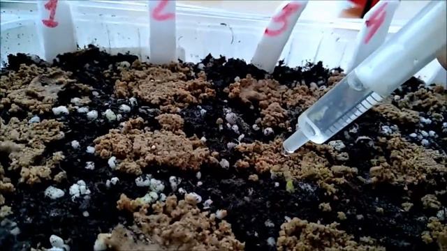 Как взошли эустома и петуния? Первая подкормка всходов! смотреть онлайн