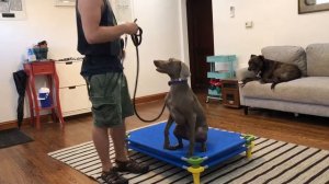 Weimaraner Blue learns Place