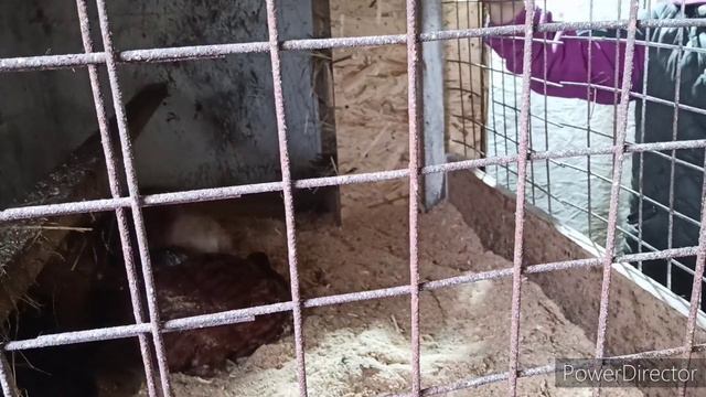 Весело проходит выходной в курятнике работы не заканчиваются.