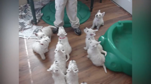 Так много собак!