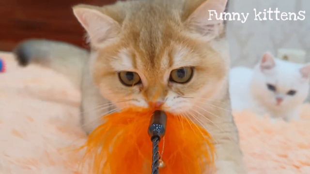 😻 Милые британские золотые котята кошки Евы Карамелька 🍬 и Коржик 🍪