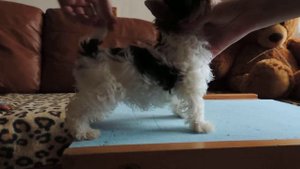 учим щенка вставать в стойку