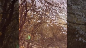 Ассаи - Проснись. Видеоряд