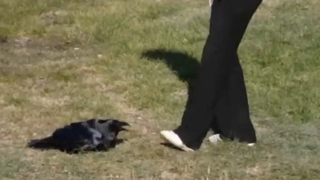 Наши с Гохой игры смотреть онлайн